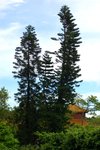 plmo51