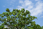 potoio20