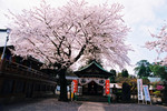 TokyoTripD2-39