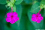 IMG_0987s