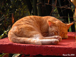 DSCN0239