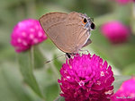 DSCN9530