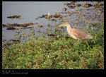 EOS40D_Wetland_1207_053s