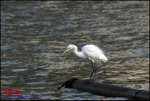 EOS_20D_0105_0390