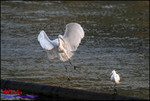 EOS_20D_0105_0397