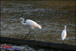 EOS_20D_0105_0402