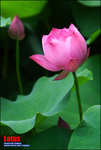 EOS_20D_0606_0730s