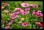 DSC_6170a