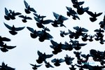 VKL_1603-00_resize
