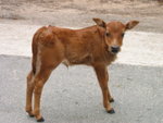 Little cow, so cute!
