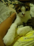 Fok tau lay on Mummy's body.
