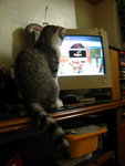 Bungee is looking at Mummy's wallpaper!