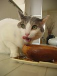 Joe's Cat ~ Lucky
