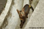 DSC_0610-1