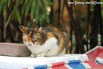 DSC_2733-1