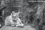 DSC_2893-1