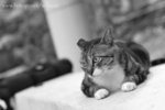 DSC_4401-1