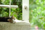 DSC_5292-1