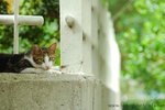 DSC_5305-1