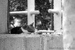 DSC_5309-1