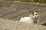 DSC_2384-1