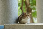 DSC_6388-1