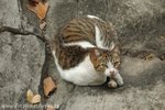 DSC_6405-1