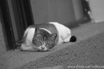 DSC_6421-1