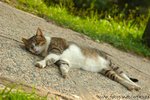 DSC_6432-1
