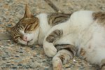 DSC_6441-1