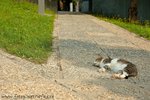 DSC_6450-1