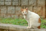 DSC_6476-1
