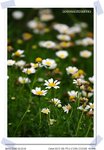 CRW_0005
