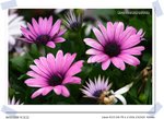 CRW_0009