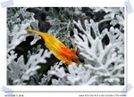 CRW_0042