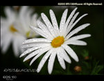 IMG_0294