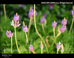 IMG_0310