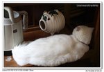 IMG_0585