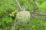 DSC00011