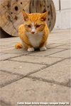 
老鼠, 老鼠,... wo-dsc_5802