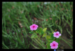 westisland-flora