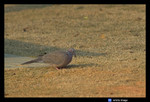 
Spotted Dove