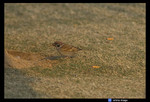 
Little sparrow