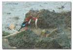 White-throated kingfisher