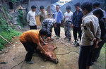 baibei4