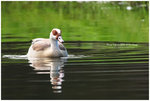 
IMG_0080 Egyptian Goose �J�ζ�