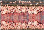 
IMG_08681 Flamingo ���b