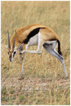 
IMG_6908 Gazelle ����