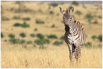 
IMG_7105 Zebra ����
