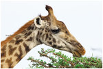 
IMG_7176 Giraffe ���V��